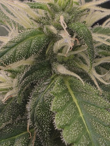 Kalini Asia Auto  — flower, day 72