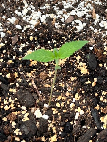White Widow Twins — seedling_rooting, day 12