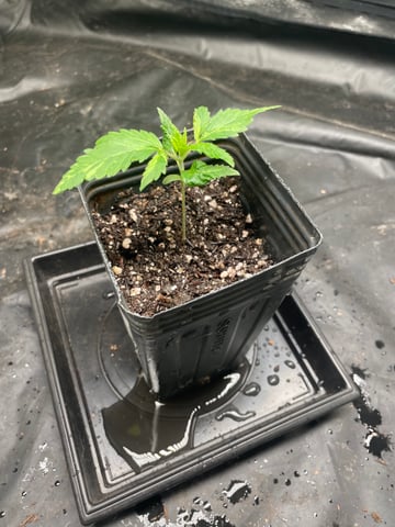Blueberry — germination, day 18