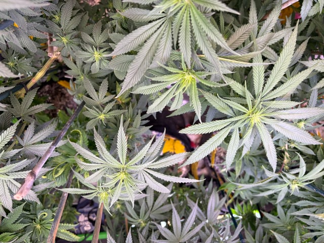 Blue Zushi (Dutch Passion Genetics) — flower, day 58