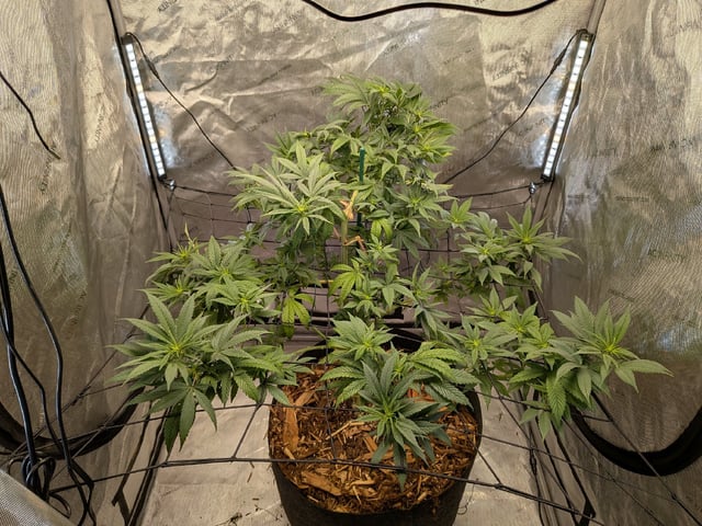 White Widow? — flower, day 26