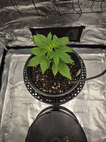 Insane OG
