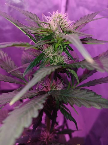 CountryG  — seedling_rooting, day 39