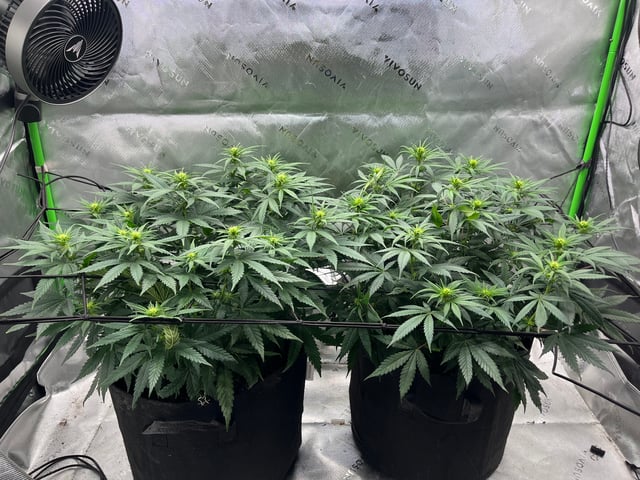 Blue Dream Photos — flower, day 63