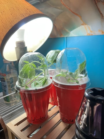 White Widow Auto — seedling_rooting, day 5