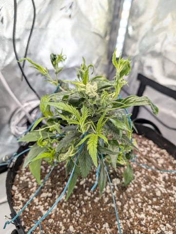 C99 CloneWars! — vegetative, day 7