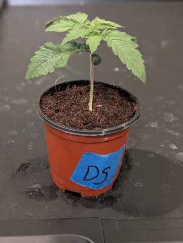 EG/SM/SG/CW — vegetative, day 15
