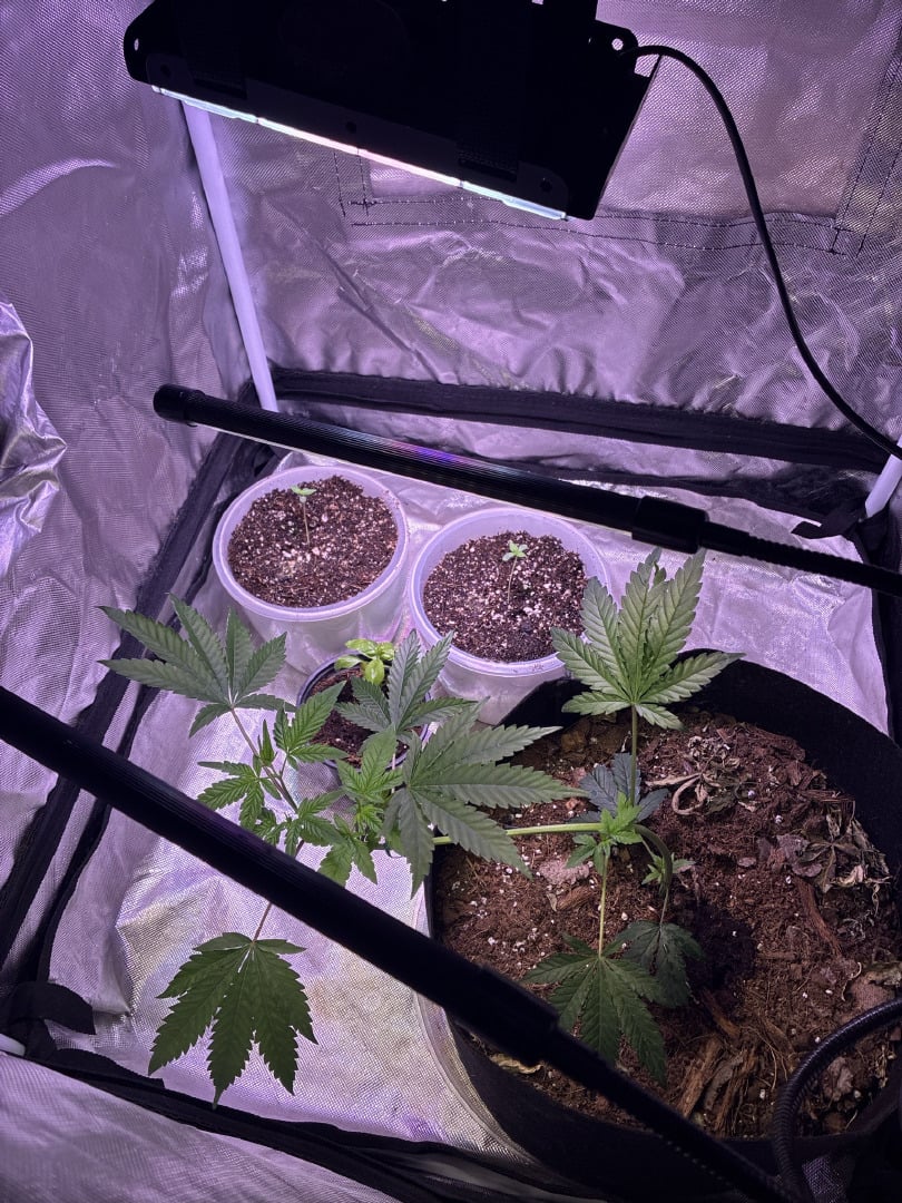 Purple Punch And Runts