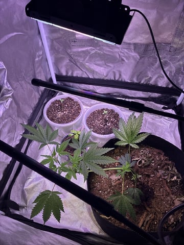 Purple Punch And Runts — seedling_rooting, day 1
