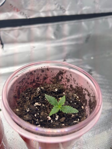 First Ever Grow GT — seedling_rooting, day 19