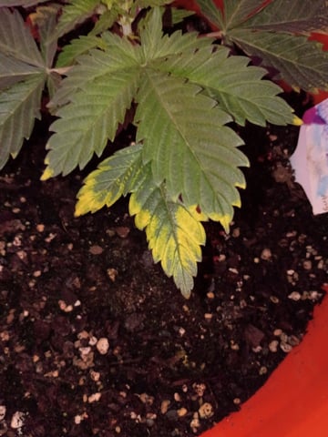 Bruce Banner — germination, day 2