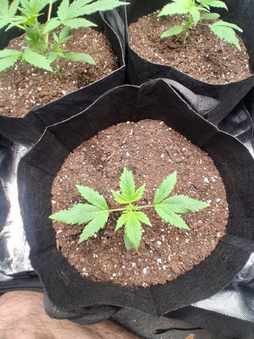 First Indoor Grow  — vegetative, day 20