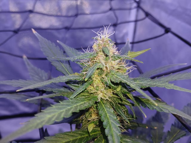 CountryG  — seedling_rooting, day 48