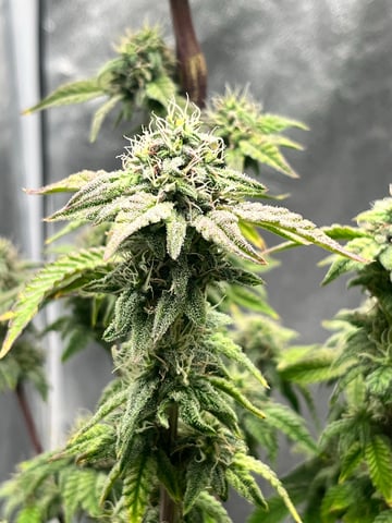 Humboldt Chicken N Wafflez — flower, day 81