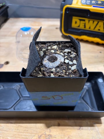 Round 1.5 — seedling_rooting, day 11