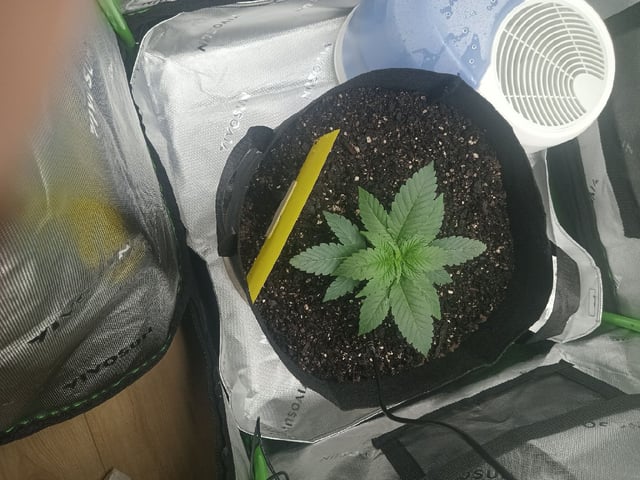 Critical Purple Kush — vegetative, day 31