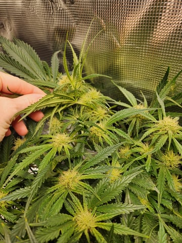 Autoflower grow. my first grow  — flower, day 47