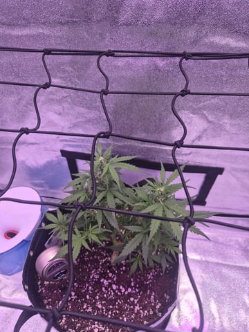 I'll get it right — flower, day 58