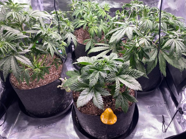 Auto Run #1 2025-2026 — vegetative, day 46