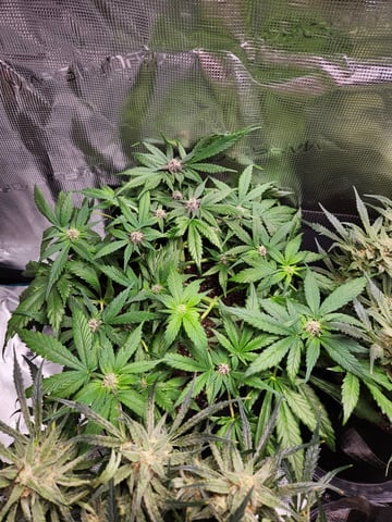 Autoflower grow. my first grow  — flower, day 64