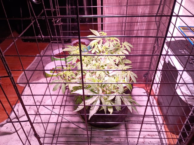 FKAFL — vegetative, day 45