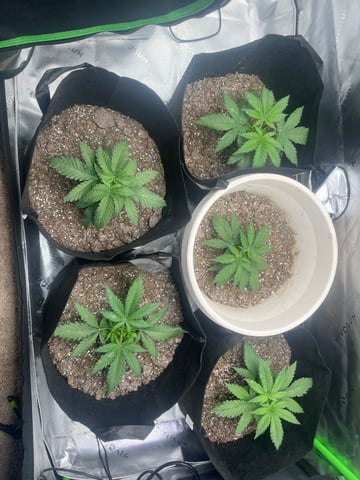 Blue Dream Photos — vegetative, day 13