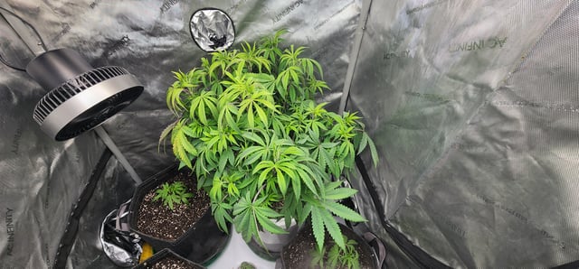 1st grow Dr. Nefario — vegetative, day 51