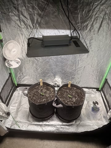 Gorilla Runtz — vegetative, day 7