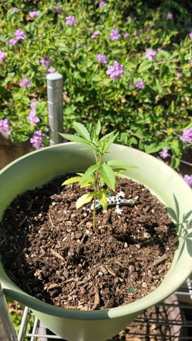 Poison Rainbows — vegetative, day 57