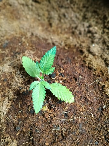 OG KUSH — vegetative, day 22