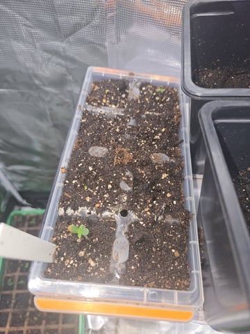 Blackberry Punch — germination, day 2