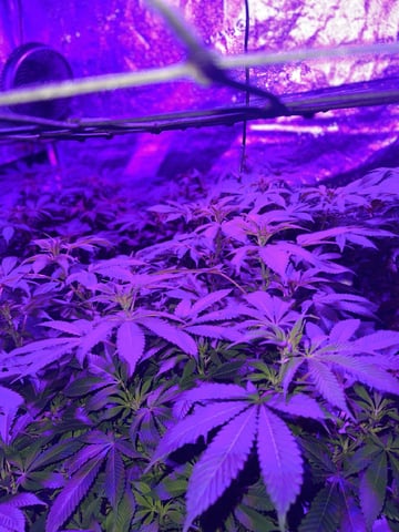 1st Ever Grow (GodFather OG) (Coco) — flower, day 96