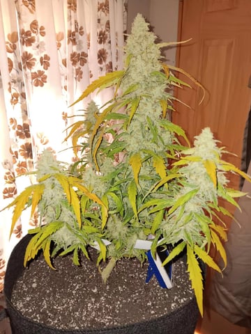 Lemon Cherry Gelato Closet Grow — flower, day 7