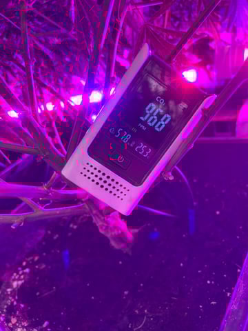 zunami s1 grounded genetics  — flower, day 66