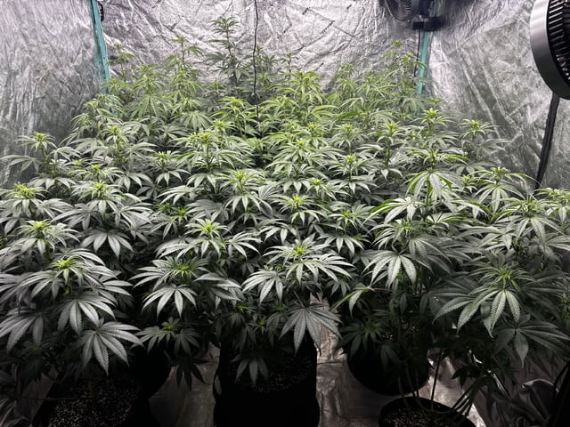 PKB remix/PotG — flower, day 86