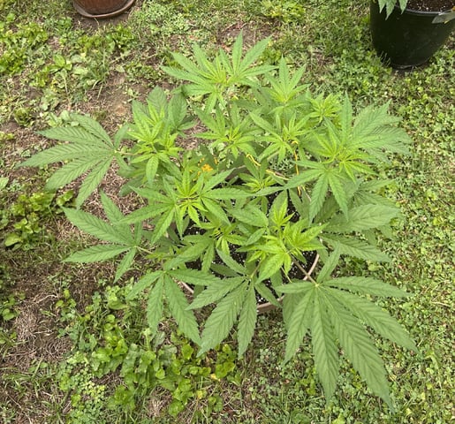 2026 Outdoor — vegetative, day 57