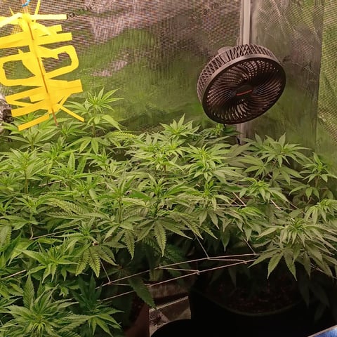 TentPlantLightFan — flower, day 78