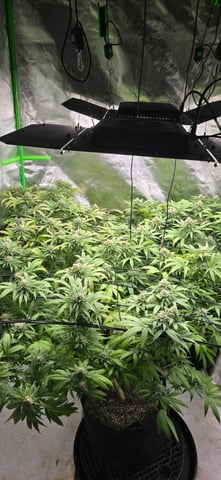 Attack Of The Clones — flower, day 69