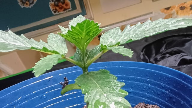 1st Batch — seedling_rooting, day 21