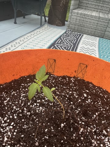 Super Lemon Haze — seedling_rooting, day 18