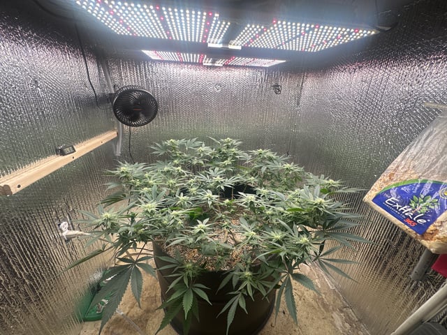 Gelly Mama and Sugar Tree — flower, day 189