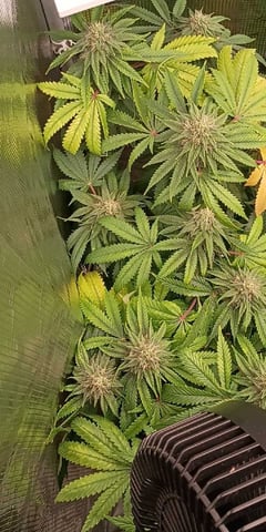 TentPlantLightFan — flower, day 115