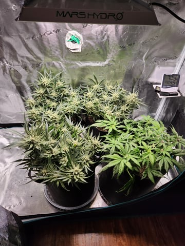 Autoflower grow. my first grow  — flower, day 60