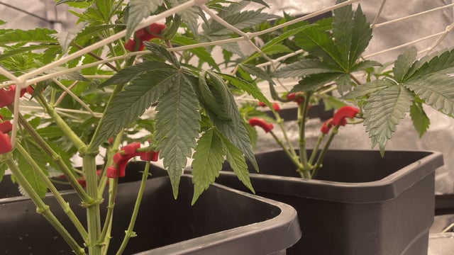 ❄️💚❄️WinterGrow❄️💚❄️ — vegetative, day 48