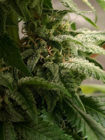 Blue Cheese from Barney's Farm — flower, day 49