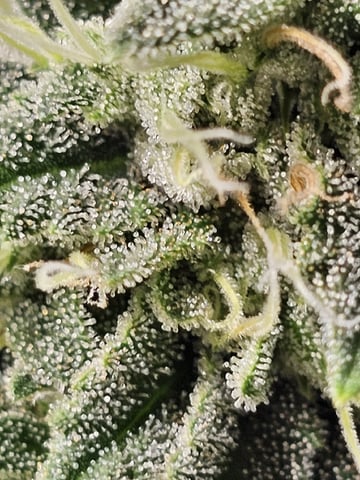 Jenny Kush photoperiod — flower, day 144