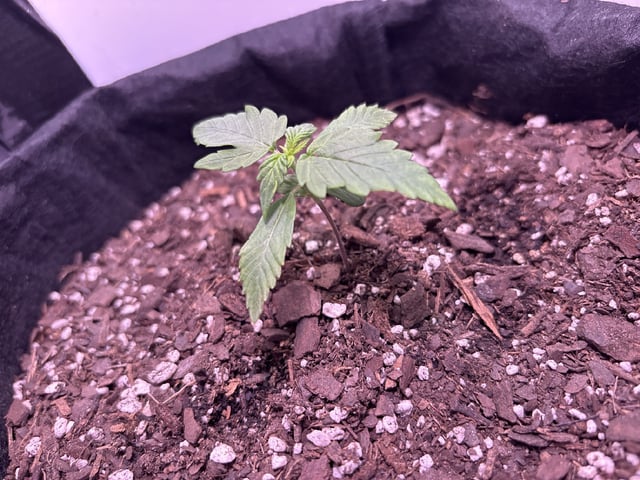 My First Grow — vegetative, day 18