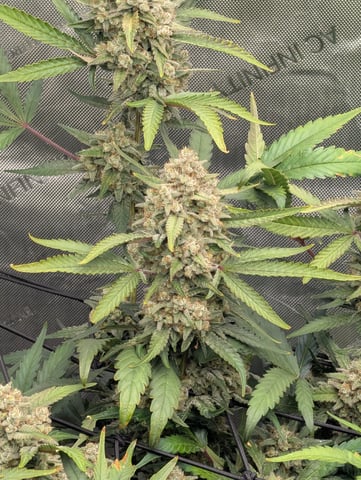 Grow #4 — flower, day 78