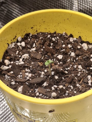 First Grow