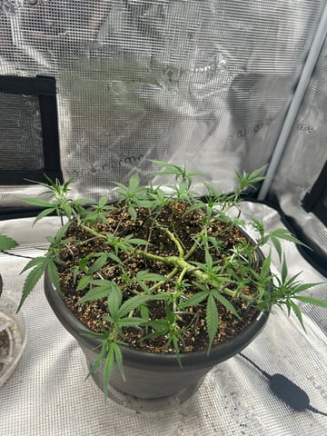 strawberry gorilla  — flower, day 22